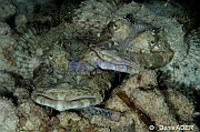 Cymbacephalus beauforti poisson crocodile-Moga Island Jetty Hoga-14m-20180529nuit-Denis-ADER-DSC_2004_tn
